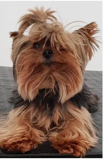 Cão antes do banho e tosa