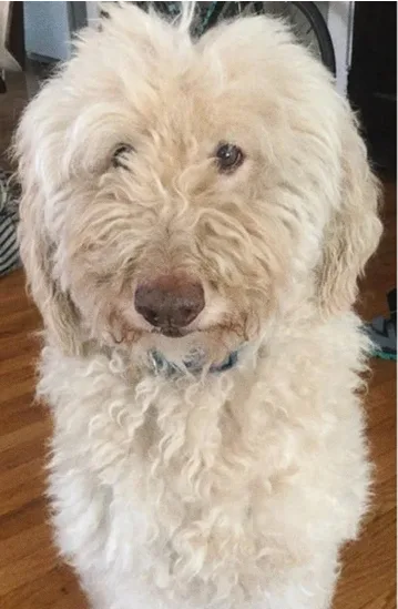 Cão antes do banho e tosa