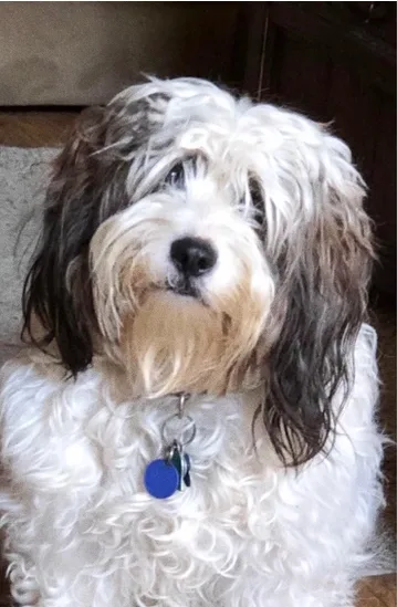 Cão antes do banho e tosa