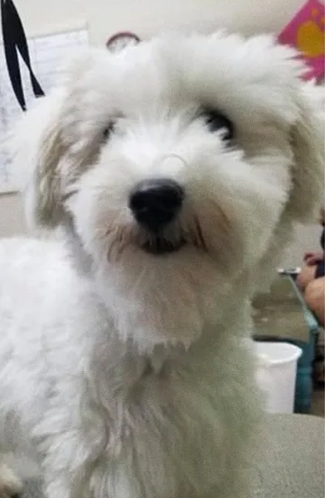 Cão antes do banho e tosa