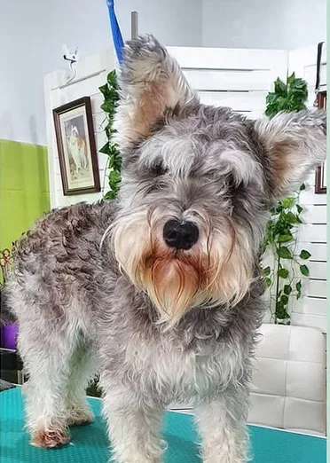 Cão antes do banho e tosa