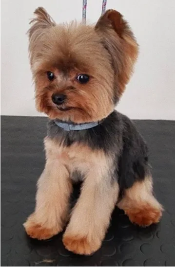 Cão após o banho e tosa