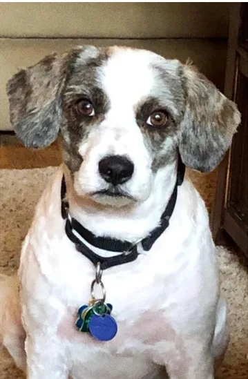Cão após o banho e tosa