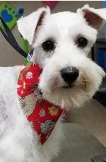 Cão após o banho e tosa