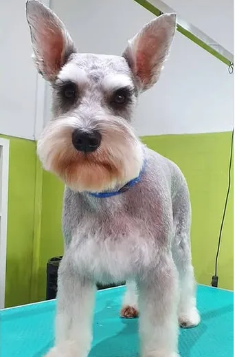 Cão após o banho e tosa
